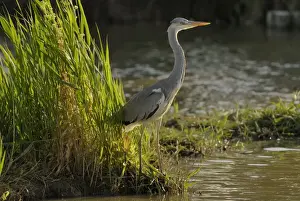 Grey Heron - Camargue - France
