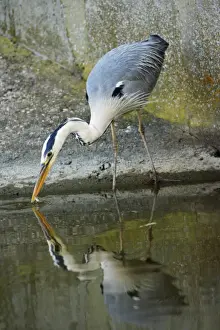 Grey Heron - catching fish, Texel, Holland