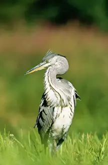 Heron Prints: Grey Heron CK 3868 Immature Ardea cinerea © Chris Knights / ARDEA LONDON