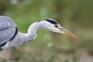 Riverside Prints: Grey Heron Close up of bird stalking fish in shallow water. Cleveland. UK