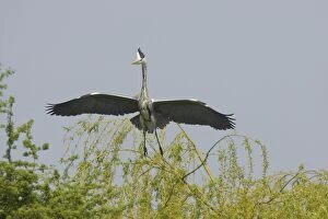 Grey Heron - Coming in to Land
