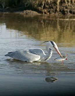Images Dated 2nd March 2004: Grey Heron - in deep water with fish in beak