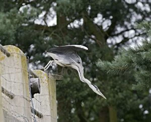 Images Dated 26th October 2005: Grey heron – dropping to ground from wall Norfolk UK