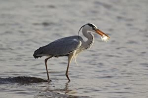 Grey Heron - with fish - the heron uses the back
