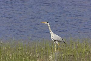 Images Dated 20th November 2008: Grey Heron - Fishing by side of loch