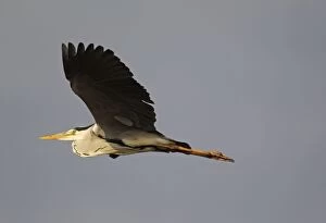 Images Dated 24th September 2010: Grey Heron - in flight