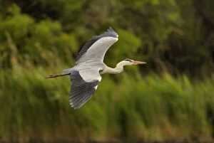 Images Dated 1st July 2007: Grey Heron - In flight - Camargue, France
