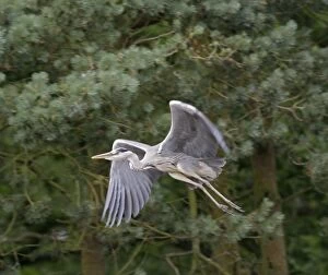 Images Dated 26th October 2005: Grey heron – in flight close up Norfolk UK