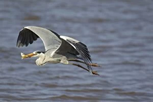 Ardea Gallery: Grey Heron - in flight with fish catch in beak
