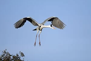 Grey Heron - in flight, about to land at nest