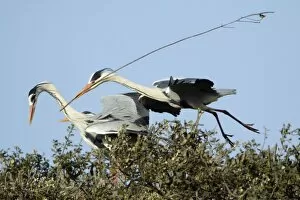 Images Dated 7th April 2009: Grey Heron - in flight, about to land at nest with nest material, being greeted by partner