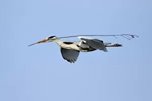 Grey Heron - in flight, about to land at nest with nest material
