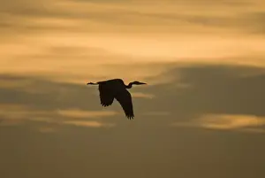 Grey Heron - in flight at sunset Norfolk UK