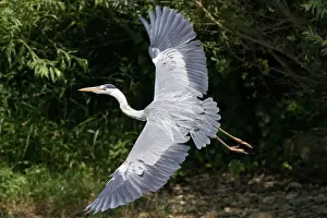 Heron Prints: Grey Heron - flying with legs trailing - July - North Norfolk - UK