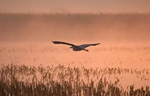 Grey Heron Flying in Misty Sunrise Hickling Broad Norfolk UK