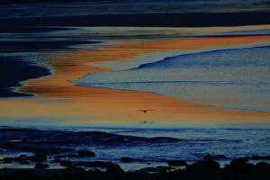 Grey Heron - flying over twilight lite estuary