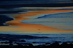 Grey Heron-flying over twilight lite estuary, Budle Bay, Northumberland UK