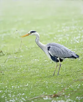 Nest Material Prints: Grey Heron - gathering nest material - Hertfordshire - UK 007392