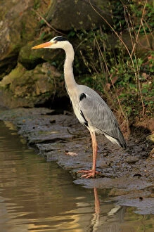 Images Dated 12th June 2008: Grey heron, Germany