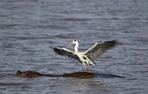 Ardea Gallery: Grey Heron - The heron just landed on the back