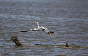 Images Dated 24th September 2010: Grey Heron - The heron used the back of the hippopotamus