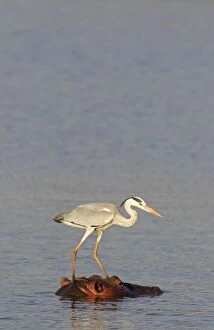 Ardea Gallery: Grey Heron - The heron uses the head of the unconcerned