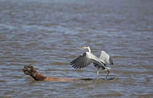 Ardea Gallery: Grey Heron - The heron uses the back of the hippopotamus