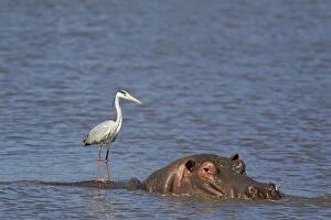 Amphibius Gallery: Grey Heron - The heron uses the back of the unconcerned