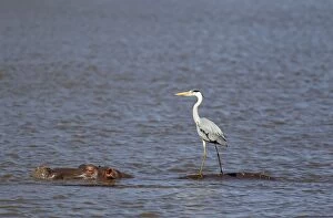 Images Dated 24th September 2010: Grey Heron - The heron uses the back of the unconcerned