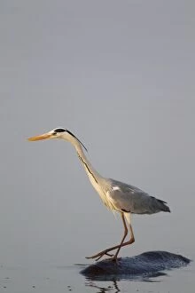 Ardea Gallery: Grey Heron - The heron uses the back of the unconcerned