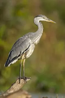 Grey Heron - Immature bird perched on floating log