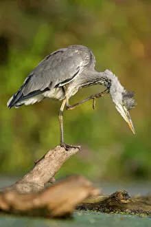 Grooming Gallery: Grey Heron - Immature bird perched on floating log, preening