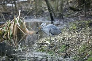 Bufo Gallery: Grey Heron - Juvenile catches Common Toad (Bufo bufo)