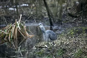 Swallowing Prints: Grey Heron - Juvenile swallowing Common Toad (Bufo bufo) - February - Oxon UK