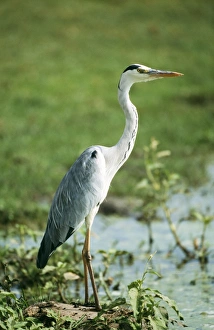 Images Dated 11th June 2004: Grey Heron Lake Naivasha, Kenya