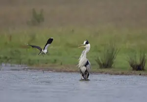 Lapwings Prints: Grey Heron - Lapwing attacking Heron to drive it away from it's chick - June - Breckland - Norfolk - UK