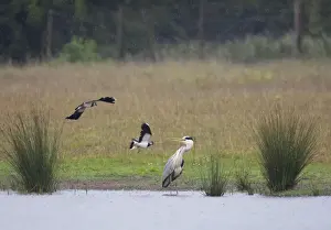Lapwings Prints: Grey Heron - Lapwings attacking Heron to drive it away from it's chick