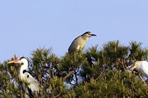 Grey Heron - with Night Heron & Cattle Egret