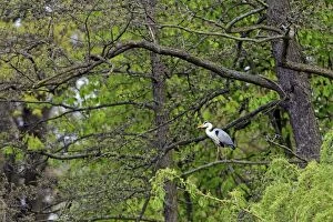 Images Dated 27th April 2012: Grey Heron - perched on Alder Tree branch