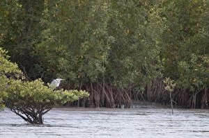 Mangrove Gallery: Grey Heron - perched on mangrove