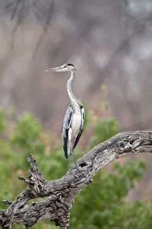 Grey Heron - perched in tree