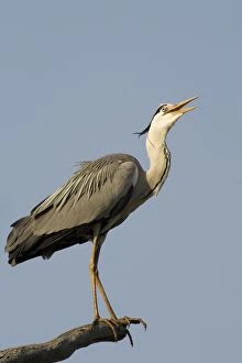 Grey Heron - Perching high above the bank of the