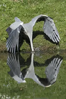 Grey Heron - plunging after fish in lake - Hessen - Germany
