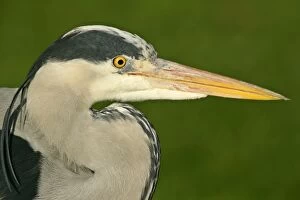 Grey heron - portrait of adult