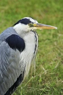 Images Dated 12th June 2008: Grey Heron - portrait of resting bird
