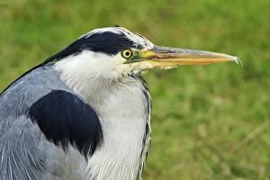 Images Dated 12th June 2008: Grey Heron - portrait of resting bird, Texel, Holland