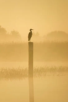 Sunrise Collection: Grey Heron - on post in misty dawn Hickling Broad Norfolk UK