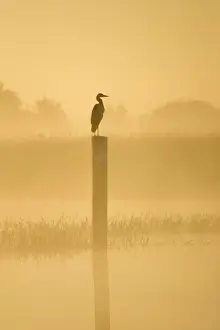 Orange Prints: Grey Heron - on post in misty dawn Hickling Broad Norfolk UK