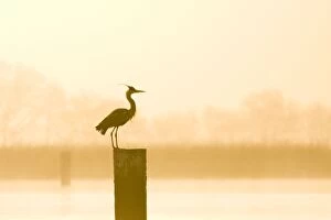Grey Heron - on post at sunrise
