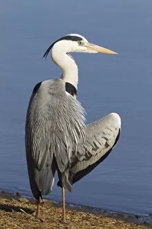 Ardea Gallery: Grey Heron - preening at the lakeshore